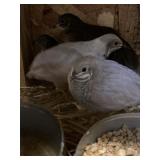 Button Quail