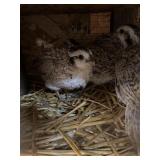 Snowflake Quail