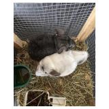 Pair of Chinchilla