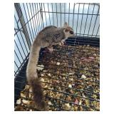 Sugar Glider