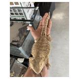 Bearded Dragon Male