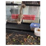 Sugar Glider