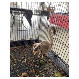 Sugar Glider