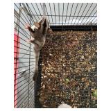 Sugar Glider