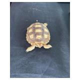 Sulcata Tortoise