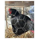 Black Australorp Hen