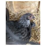Hen with 6 Chicks