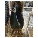 Indy Blue Peahen
