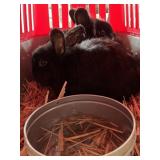 Lionheads - 1 buck, 1 doe