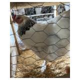 Light Brahma Hen