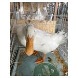 Pekin Drake