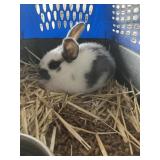 Rabbit Flemish Doe