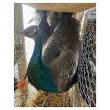 Indy Blue Peacock