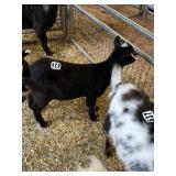Wether Dwarf Goat INAK5264
