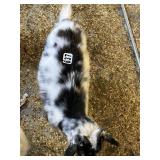 Nanny Netherland Dwarf Goat INAK5263