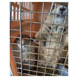 Pair of female Prairie Dogs