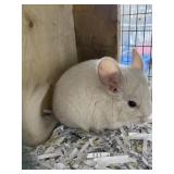 Chinchilla White Male