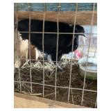 ayam cemani chic
