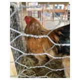 buff braham bantams