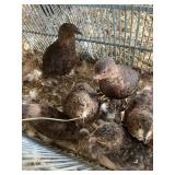quail