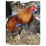 pair of game bird standards