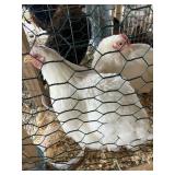 trio of white rock bantams