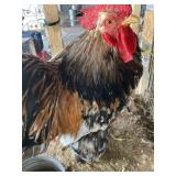 Cochin bantam roo calico