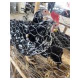 Pair of Mottled Chickens