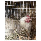 Cochin Hen