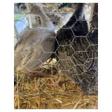 Young Turkeys