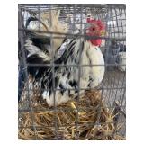 Pair of Bantams