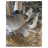 Pair of Blue Chickens