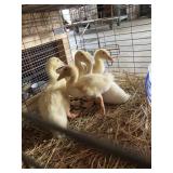 Young Ducks