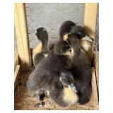 Baby Ducks