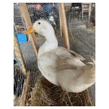 Pekin Drake