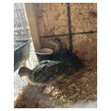 Young Turkeys