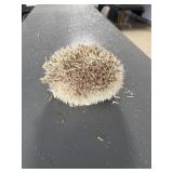 Cinnacot Hedghog