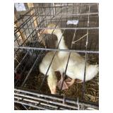 young white china geese