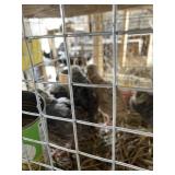 young quail
