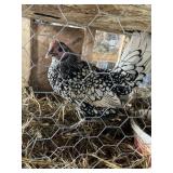 seabright hen