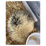 Hedgehog
