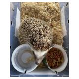 Hedgehog
