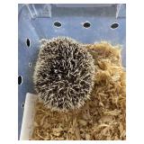 Hedgehog