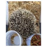 Hedgehog