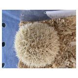 Hedgehog
