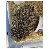 Hedgehog