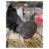 Pair of Silver Duckwing Bantams