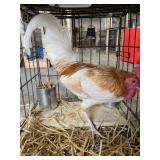 Red Pyle Roo Bantam