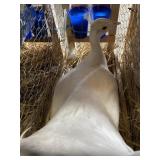 White Peahen