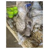 Peach Peahen